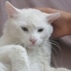 Подробнее об объявлении «Москва Найден кот белый кот» Фото: найдена кошка  «Москва Найден кот белый кот» в г. Москва