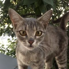 Подробнее об объявлении «Найдена кошка ищем старых или новых хозяев Камышин» Фото: найдена кошка  «Найдена кошка ищем старых или новых хозяев Камышин» в г. Камышин