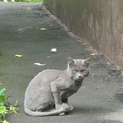 Подробнее об объявлении «Москва Найден кот замечен кот» Фото: найдена кошка Британская короткошерстная кошка «Москва Найден кот замечен кот» в г. Москва