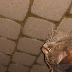 Подробнее об объявлении «Санкт-Петербург Найдена кошка» Фото: найдена кошка  «Санкт-Петербург Найдена кошка» в г. Санкт-Петербург