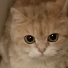 Подробнее об объявлении «Москва Найдена кошка» Фото: найдена кошка Британская короткошерстная кошка «Москва Найдена кошка» в г. Москва