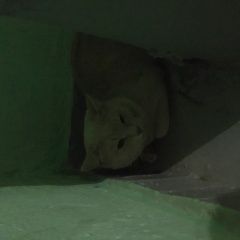 Подробнее об объявлении «Москва Найдена кошка рыжий котик домашний» Фото: найдена кошка  «Москва Найдена кошка рыжий котик домашний» в г. Москва