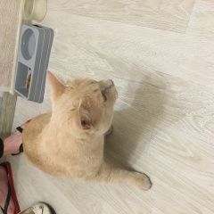 Подробнее об объявлении «Москва Найден кот домашний» Фото: найдена кошка  «Москва Найден кот домашний» в г. Москва