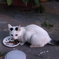 Подробнее об объявлении «Найдена кошка Орехово-Зуево» Фото: найдена кошка  «Найдена кошка Орехово-Зуево» в г. Орехово-Зуево