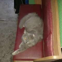 Подробнее об объявлении «Найдена кошка Екатеринбург» Фото: найдена кошка  «Найдена кошка Екатеринбург» в г. Екатеринбург