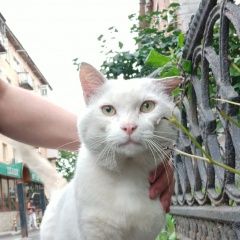 Подробнее об объявлении «Владивосток Найден кот, район столетия» Фото: найдена кошка  «Владивосток Найден кот, район столетия» в г. Владивосток