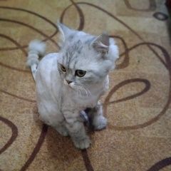 Подробнее об объявлении «Найдена кошка кот Белогорск» Фото: найдена кошка Британская длинношерстная кошка «Найдена кошка кот Белогорск» в г. Белогорск