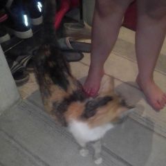 Подробнее об объявлении «Сухой Лог Найдена кошка наидена кошечка трехшорстная» Фото: найдена кошка  «Сухой Лог Найдена кошка наидена кошечка...» в г. Сухой Лог