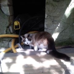 Подробнее об объявлении «Найдена кошка Ставрополь» Фото: найдена кошка  «Найдена кошка Ставрополь» в г. Ставрополь