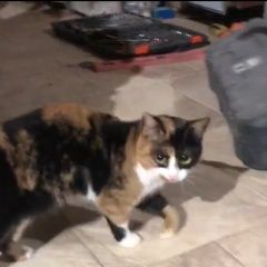 Подробнее об объявлении «Санкт-Петербург Найдена кошка» Фото: найдена кошка  «Санкт-Петербург Найдена кошка» в г. Санкт-Петербург