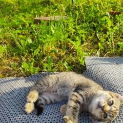 Подробнее об объявлении «Калининград (Кенигсберг) Найдена кошка отдам котенка-мышелова» Фото: найдена кошка  «Калининград (Кенигсберг) Найдена кошка отдам...» в г. Калининград (Кенигсберг)