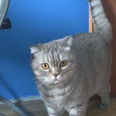 Подробнее об объявлении «Мытищи Найдена кошка» Фото: найдена кошка Британская короткошерстная кошка «Мытищи Найдена кошка» в г. Мытищи
