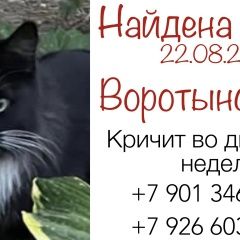 Подробнее об объявлении «Москва Найдена кошка 22 августа 22 года в куркино» Фото: найдена кошка  «Москва Найдена кошка 22 августа 22 года в куркино» в г. Москва