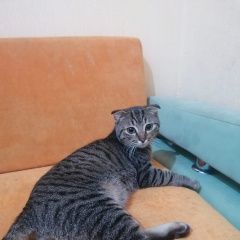 Подробнее об объявлении «Найден котик пос. строитель Тамбов» Фото: найдена кошка  «Найден котик пос. строитель Тамбов» в г. Тамбов