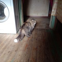 Подробнее об объявлении «Великий Новгород (Новгород) Найдена кошка ищем хозяена.» Фото: найдена кошка  «Великий Новгород (Новгород) Найдена кошка ищем...» в г. Великий Новгород (Новгород)