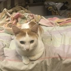 Картинка найдена кошка В городе Пермь замечен котенька. Пермь