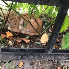 Подробнее об объявлении «Санкт-Петербург Найдена кошка» Фото: найдена кошка  «Санкт-Петербург Найдена кошка» в г. Санкт-Петербург