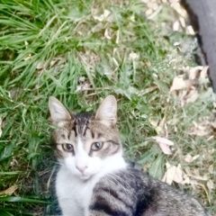 Подробнее об объявлении «Москва Найден кот-подросток» Фото: найдена кошка  «Москва Найден кот-подросток» в г. Москва