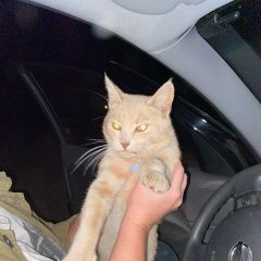 Подробнее об объявлении «Найден кот очень нужен дом Орехово-Зуево» Фото: найдена кошка  «Найден кот очень нужен дом Орехово-Зуево» в г. Орехово-Зуево