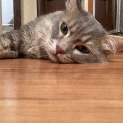 Подробнее об объявлении «Найден кот Пермь» Фото: найдена кошка  «Найден кот Пермь» в г. Пермь