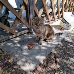 Подробнее об объявлении «Найден кот Анапа» Фото: найдена кошка Британская короткошерстная кошка «Найден кот Анапа» в г. Анапа