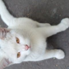 Картинка найдена кошка В городе Пенза нашлась киса. Пенза