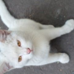 Подробнее об объявлении «Пенза Найдена кошка» Фото: найдена кошка  «Пенза Найдена кошка» в г. Пенза