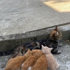 Подробнее об объявлении «Найдена кошка с котятами Сочи» Фото: найдена кошка  «Найдена кошка с котятами Сочи» в г. Сочи