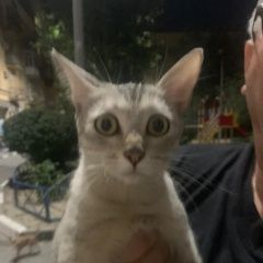 Подробнее об объявлении «Найдена кошка Волгоград» Фото: найдена кошка  «Найдена кошка Волгоград» в г. Волгоград