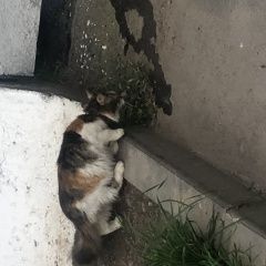 Подробнее об объявлении «Санкт-Петербург Найдена кошка в ошейнике» Фото: найдена кошка  «Санкт-Петербург Найдена кошка в ошейнике» в г. Санкт-Петербург