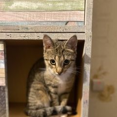 Подробнее об объявлении «Санкт-Петербург Найдена кошка» Фото: найдена кошка  «Санкт-Петербург Найдена кошка» в г. Санкт-Петербург