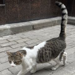 Подробнее об объявлении «Москва Найдена кошка котейка» Фото: найдена кошка  «Москва Найдена кошка котейка» в г. Москва