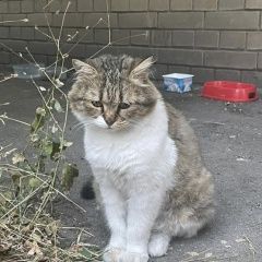 Подробнее об объявлении «Москва Найдена кошка бело-серая» Фото: найдена кошка  «Москва Найдена кошка бело-серая» в г. Москва