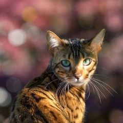 Подробнее об объявлении «Пенза Найдена кошка бенгальской породы» Фото: найдена кошка Бенгальская кошка «Пенза Найдена кошка бенгальской породы» в г. Пенза