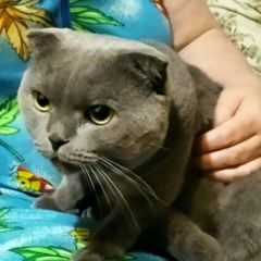 Подробнее об объявлении «Набережные Челны Найден кот» Фото: найдена кошка Британская короткошерстная кошка «Набережные Челны Найден кот» в г. Набережные Челны