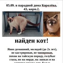 Подробнее об объявлении «Санкт-Петербург Найден кот (спб, пр.королева)» Фото: найдена кошка Тайская кошка «Санкт-Петербург Найден кот (спб, пр.королева)» в г. Санкт-Петербург