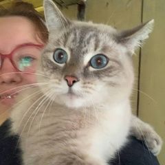 Подробнее об объявлении «Найден кот тайский кот Чебоксары» Фото: найдена кошка Тайская кошка «Найден кот тайский кот Чебоксары» в г. Чебоксары