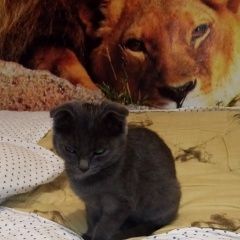 Подробнее об объявлении «Светлоград Найдена кошка ищу хозяина» Фото: найдена кошка  «Светлоград Найдена кошка ищу хозяина» в г. Светлоград