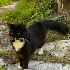 Подробнее об объявлении «Одинцово Найдена кошка» Фото: найдена кошка  «Одинцово Найдена кошка» в г. Одинцово