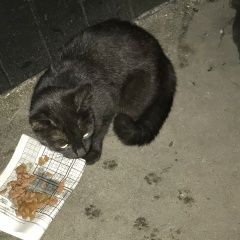 Подробнее об объявлении «Москва Найдена кошка чёрная небольшая» Фото: найдена кошка  «Москва Найдена кошка чёрная небольшая» в г. Москва