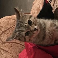 Подробнее об объявлении «Найден котёнок Мценск» Фото: найдена кошка Британская короткошерстная кошка «Найден котёнок Мценск» в г. Мценск