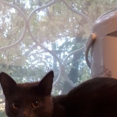 Подробнее об объявлении «Иркутск Найдена кошка нашли кошечку» Фото: найдена кошка  «Иркутск Найдена кошка нашли кошечку» в г. Иркутск