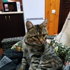 Подробнее об объявлении «Найден кот Волгоград» Фото: найдена кошка Курильский бобтейл «Найден кот Волгоград» в г. Волгоград