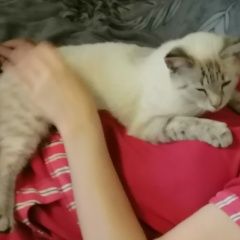 Подробнее об объявлении «Найдена кошка Электросталь» Фото: найдена кошка  «Найдена кошка Электросталь» в г. Электросталь