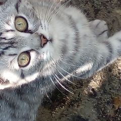 Подробнее об объявлении «Пенза Найдена кошка котенок ищет дом» Фото: найдена кошка  «Пенза Найдена кошка котенок ищет дом» в г. Пенза