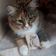 Подробнее об объявлении «Найдена кошка миниатюрная кошечка элис Дзержинск» Фото: найдена кошка  «Найдена кошка миниатюрная кошечка элис Дзержинск» в г. Дзержинск