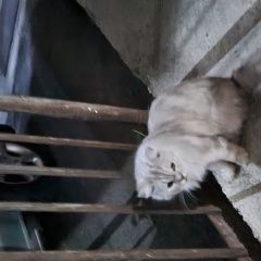Картинка найдена кошка В городе Тбилиси замечена кошечка. Тбилиси