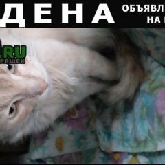 Подробнее об объявлении «Пенза Найдена кошка хочу домой» Фото: найдена кошка  «Пенза Найдена кошка хочу домой» в г. Пенза