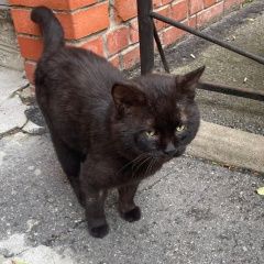Подробнее об объявлении «Санкт-Петербург Найдена кошка» Фото: найдена кошка  «Санкт-Петербург Найдена кошка» в г. Санкт-Петербург