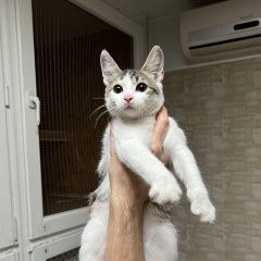 Подробнее об объявлении «Краснодар Найдена кошка» Фото: найдена кошка  «Краснодар Найдена кошка» в г. Краснодар